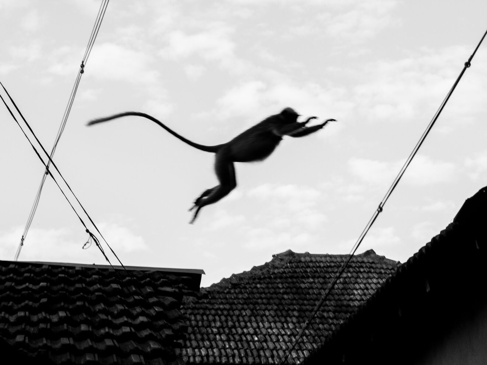 A monkey leaping between rooftops, black and white