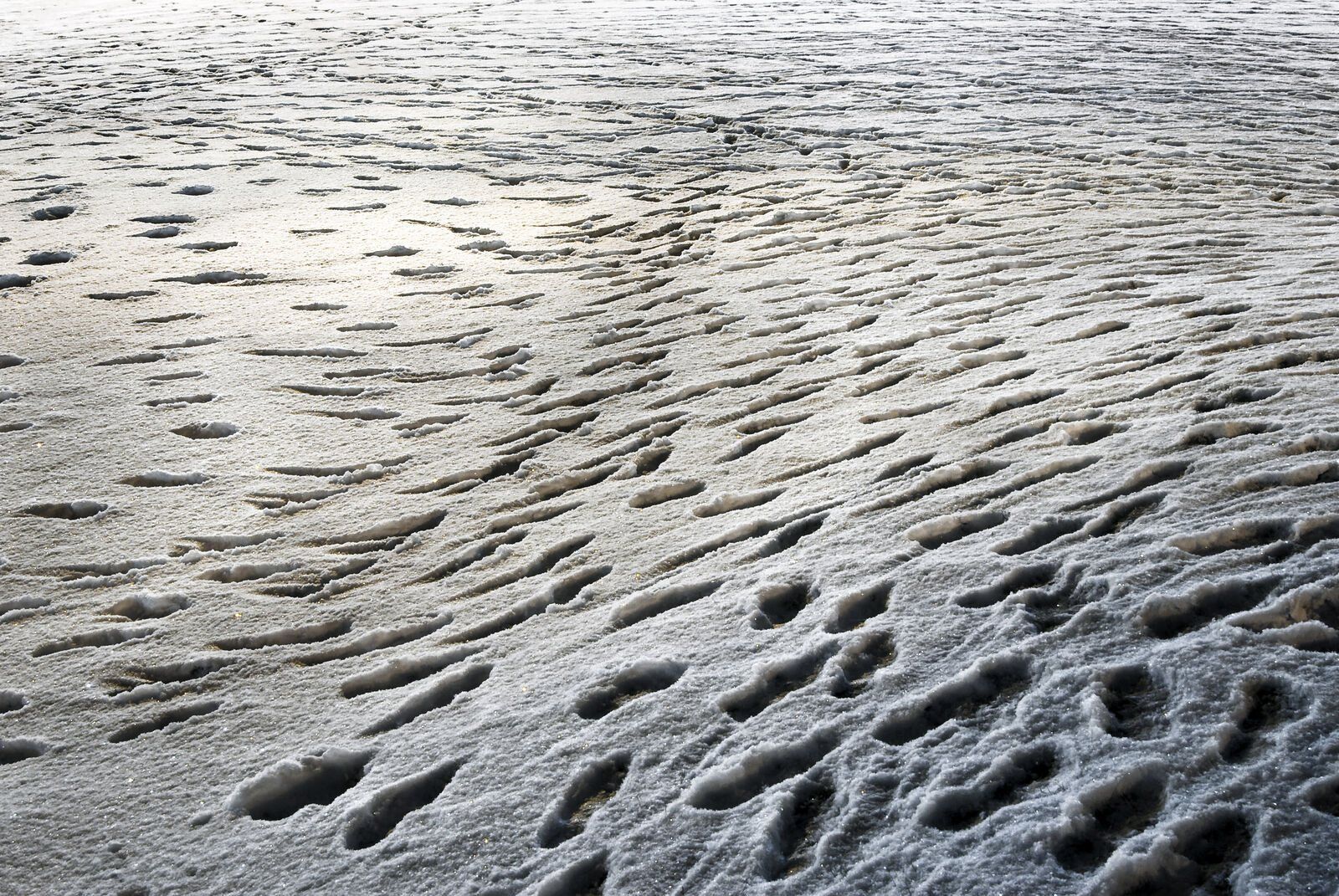 Snow Prints 1: footprints in snow