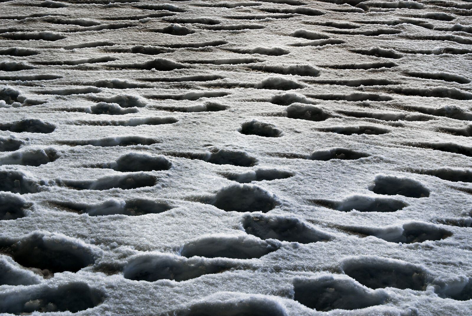 Snow Prints 4: footprints in snow