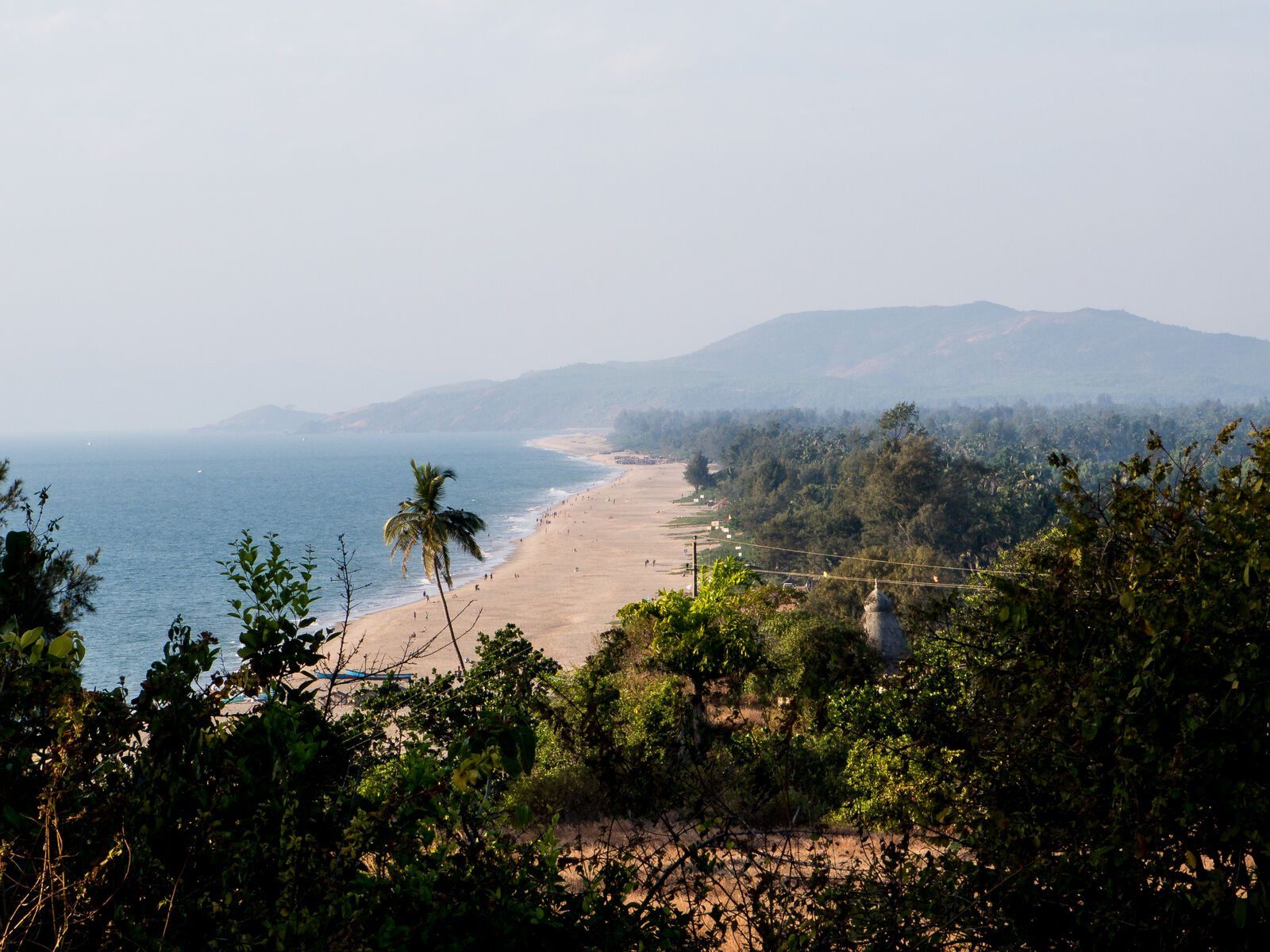 The coast through the palms, early morning