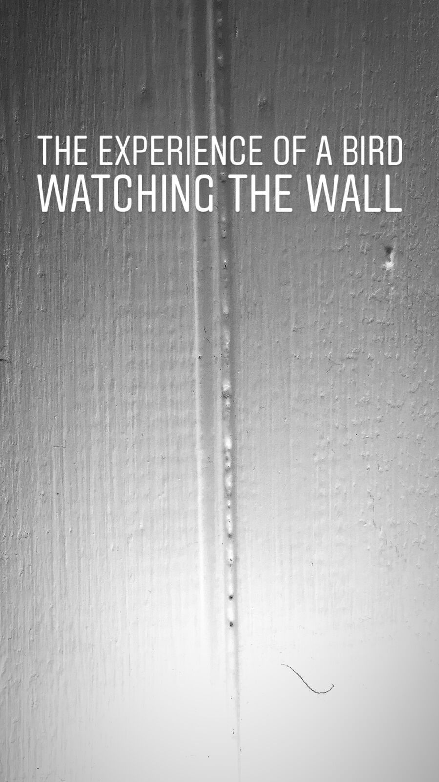 Visual poem: The experience of a bird watching the wall